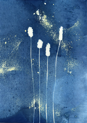 » #4/8 « / cyanotype / Blog post by <a href="https://martinagrabinsky.strkng.com/en/">Photographer Martina Grabinsky</a> / 2022-01-16 11:06