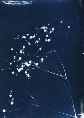 » #8/8 « / cyanotype / Blog post by <a href="https://martinagrabinsky.strkng.com/en/">Photographer Martina Grabinsky</a> / 2022-01-16 11:06