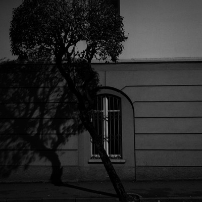 Holy Trinity / Street / monochrome,street,window,tree,shadow