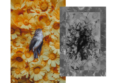 Thanks to Nature / Fine Art  photography by Photographer Guttæ ★1 | STRKNG