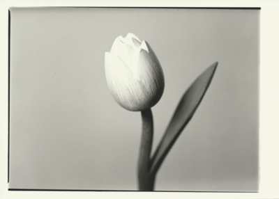 Wood's Tulip / Black and White  photography by Photographer Fabrice Muller Photography ★9 | STRKNG