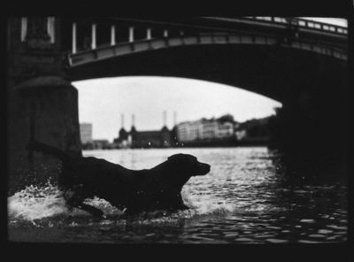 From Eternal London / Animals  photography by Photographer Giacomo Brunelli ★12 | STRKNG