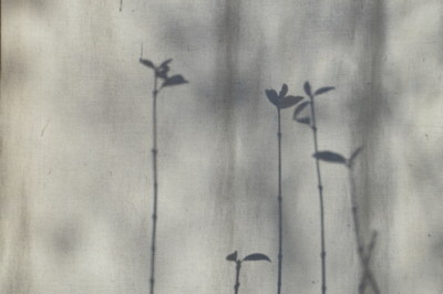 sombras chinescas / Nature  photography by Photographer neiz | STRKNG