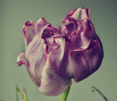 tulip / Macro  photography by Photographer Sven Siehl | STRKNG