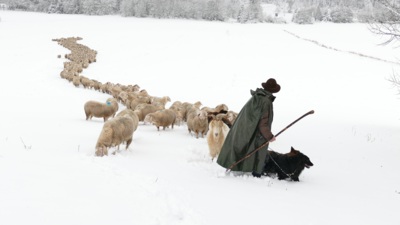 Shepherd with his sheep / Nature  photography by Photographer Cordula Kelle-Dingel ★3 | STRKNG