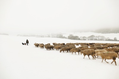 Shepherd with sheep in winter fog / Nature  photography by Photographer Cordula Kelle-Dingel ★3 | STRKNG