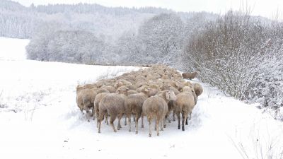 Schafherde im Winter / Animals  photography by Photographer Cordula Kelle-Dingel ★3 | STRKNG