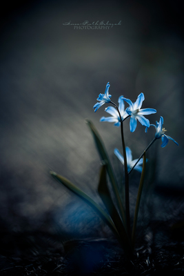 Blue stars / Macro  photography by Photographer Insa Sobczak ★4 | STRKNG
