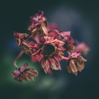 dead crap / Nature  photography by Photographer Yaowen Lee | STRKNG