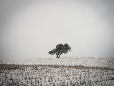 solitary tree in the landscape / Landscapes  Fotografie von Fotograf bildausschnitte.at ★2 | STRKNG