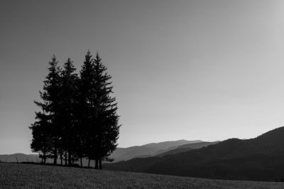 four trees alone in the landscape / Landscapes  Fotografie von Fotograf bildausschnitte.at ★2 | STRKNG