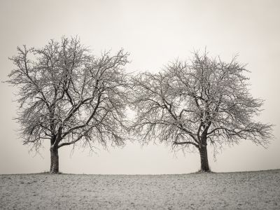 two trees at the beginning of the winter / Landscapes  Fotografie von Fotograf bildausschnitte.at ★2 | STRKNG