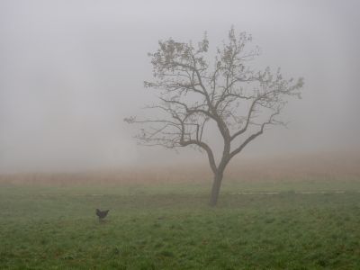a chicken and a tree in the morning fog / Landscapes  Fotografie von Fotograf bildausschnitte.at ★2 | STRKNG