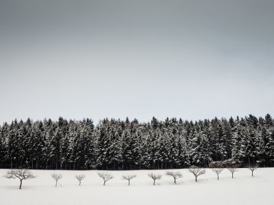 apple trees in winter in front of a forest / Landscapes  Fotografie von Fotograf bildausschnitte.at ★2 | STRKNG