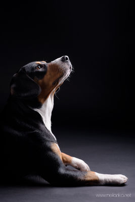 Entlebuchler Sennenhund / Animals  photography by Photographer Melanka | STRKNG