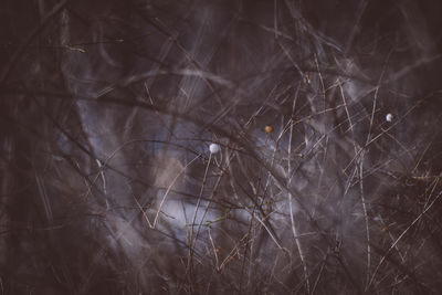 Flurry / Nature  photography by Photographer Markus K | STRKNG
