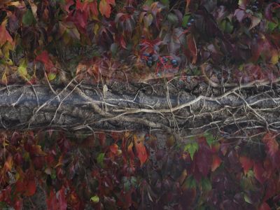 MB061123 / Photomanipulation  photography by Photographer Sven Unold | STRKNG