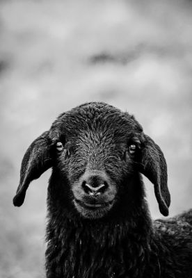 Black Sheep / Animals  photography by Photographer fotoforti ★2 | STRKNG