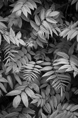 Sorbaria sorbifolia (Sibirische Fiederspiere) aus der Serie &quot;Botanica&quot; (2022) / Nature  photography by Photographer René Greiner Fotografie ★3 | STRKNG
