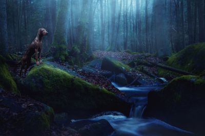 Camillo in the Woods / Animals  photography by Photographer Patrick Illhardt ★2 | STRKNG
