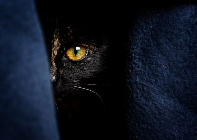 I see you / Animals  photography by Photographer Patrick Illhardt ★2 | STRKNG
