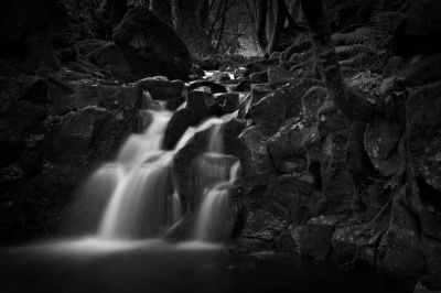 deep in the forest / Landscapes  photography by Photographer dg9ncc ★1 | STRKNG
