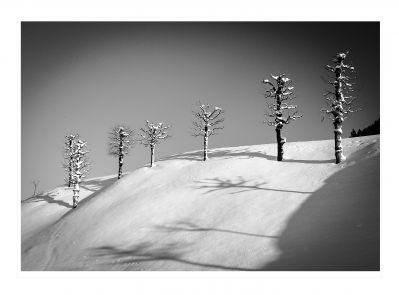 kleiner Winterwald - small winter forest / Landscapes  photography by Photographer Frank Gürtler ★2 | STRKNG