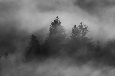 Fog / Landscapes  photography by Photographer Gerhard Gruber | STRKNG