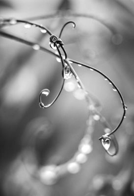 pearls / Macro  photography by Photographer bubadibub ★6 | STRKNG