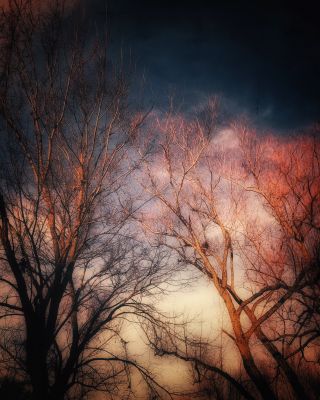 trees bathed in light / Nature  photography by Photographer hope | STRKNG