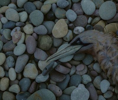 Still Life, Pembrokeshire, 2020 / Still life  photography by Photographer Martin_image ★1 | STRKNG