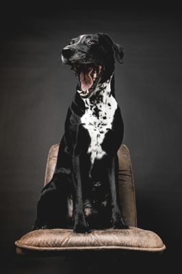 boring / Animals  photography by Photographer Madeleine Kriese ★3 | STRKNG