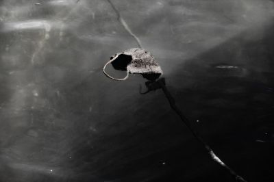 A Facemask in Aegean Sea / Black and White  photography by Photographer Hua Huang | STRKNG