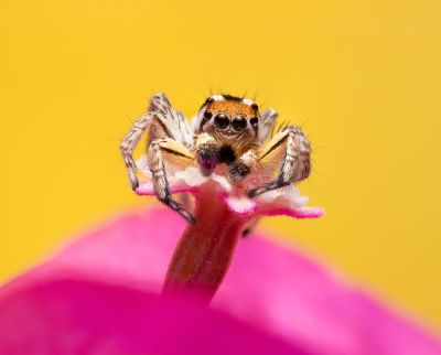 Jumping spider macrography / Macro  photography by Photographer Nastaran pourreza ziabari | STRKNG