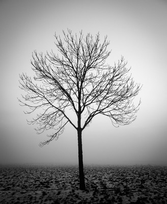 TREEnFOG / Landscapes  photography by Photographer Lutz Ulrich | STRKNG