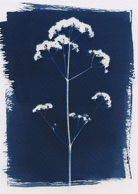 » #3/8 « / cyanotype / Blog-Beitrag von <a href="https://martinagrabinsky.strkng.com/de/">Fotografin Martina Grabinsky</a> / 16.01.2022 11:06