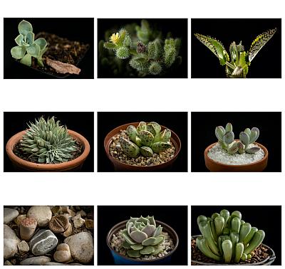 Succulent shoot - Blog-Beitrag von Fotograf Hamish Niven / 19.06.2020 13:51