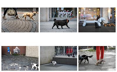 Dogs - Blog-Beitrag von Fotograf Hans Severin / 24.12.2023 11:39