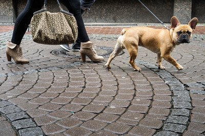 Düsseldorf 2016 / Street / street,streetphotography,dogs