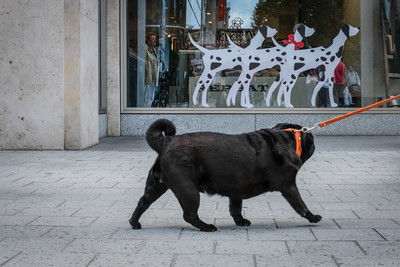Hannover 2015 / Street / street,streetphotography,dogs