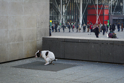 Paris 2016 / Street / street,streetphotography,streetlife,dogs