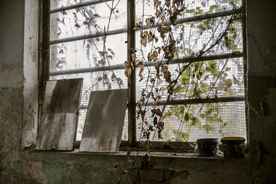 » #2/6 « / Botanical / Blog post by <a href="https://strkng.com/en/photographer/david+broz/">Photographer David Broz</a> / 2018-11-23 12:04