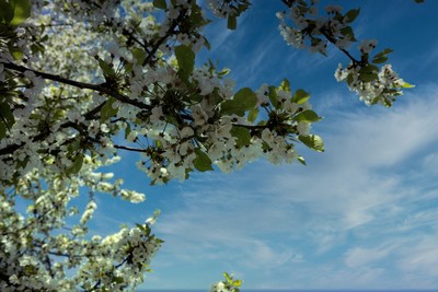 Weiße Blüten mit blauem Himmel und weißen Wolken / Photomanipulation