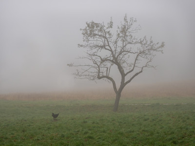 » #1/9 « / morning fog / Blog post by <a href="https://strkng.com/en/photographer/bildausschnitte-at/">Photographer bildausschnitte.at</a> / 2019-11-07 20:39