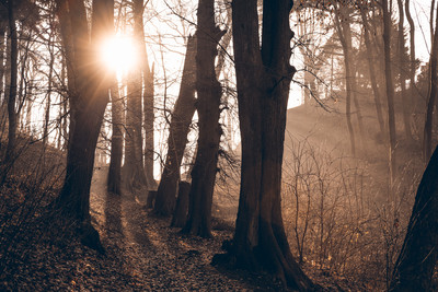 Sonnenstern im Wald mit Nebel / Landscapes / Wernigerode,Nebel,Wald,Sonnen,Blendenstern