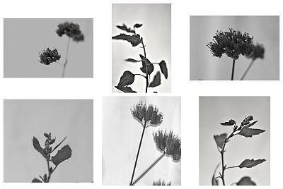 Study in Black and White II (Leaves and flowers) - Blog post by Photographer Risu / 2018-09-26 16:42