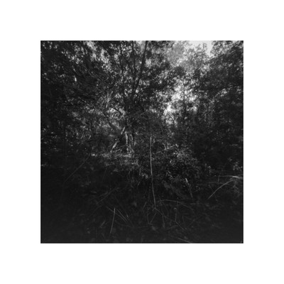 » #3/9 « / A Pinhole in the Woods / Blog post by <a href="https://strkng.com/en/photographer/joe+hogan/">Photographer Joe Hogan</a> / 2024-02-13 13:02