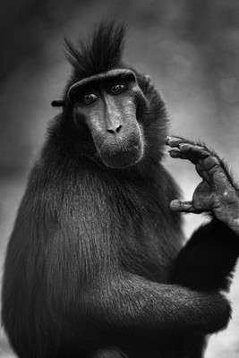 Apes  / Tiere / animal,portrait,ape,zoo