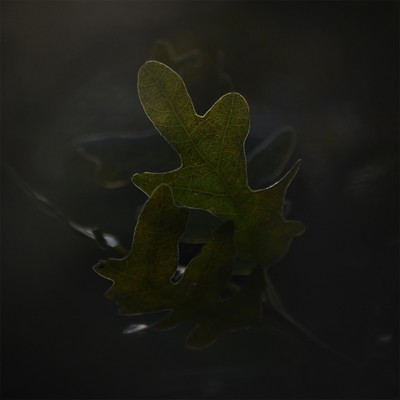 Venulate / Natur / leaf,nature,conceptual,experimental,lowlight,dark