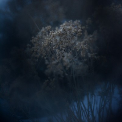 Winter Blue II / Fine Art / lowlight,experimental,dark,blue